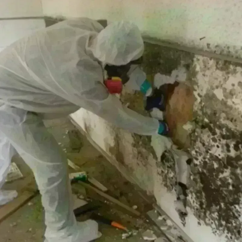 Mold Remediation and Removal in Coldspring, TX